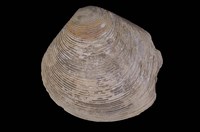 藏品(唱片簾蛤)的圖片